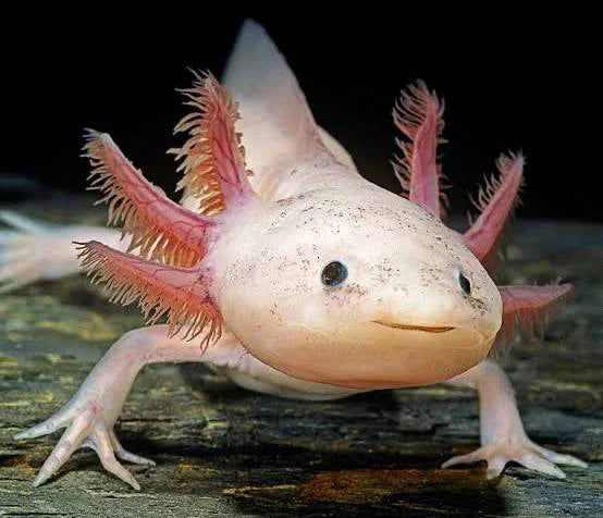 Axolotl Bag Tag